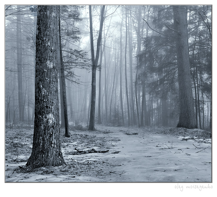 Forbidden Forest