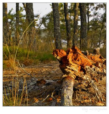 The mixed forest