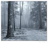Forbidden Forest