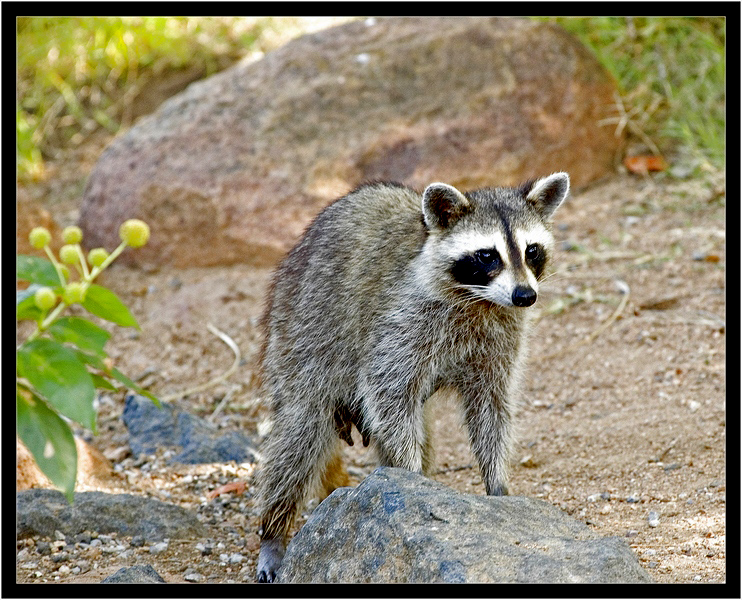 Raccoon on Rock