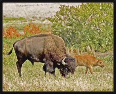 Buffalo and calf