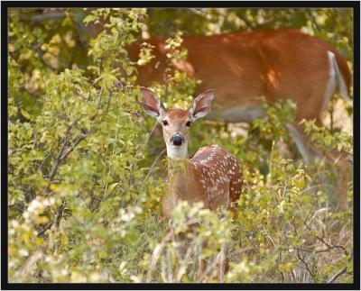 Fawn and her mom