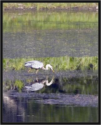 Fishing for breakfast