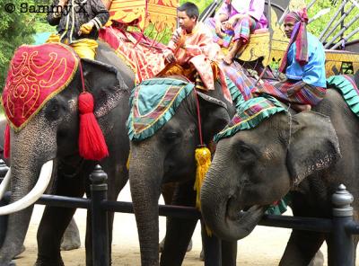 Elephant Show