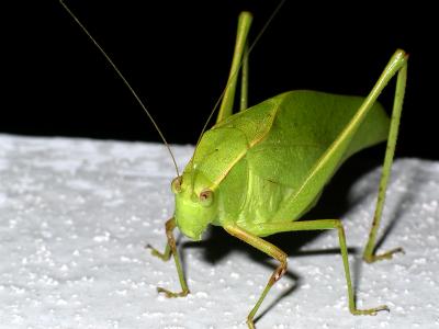 Cricket at night