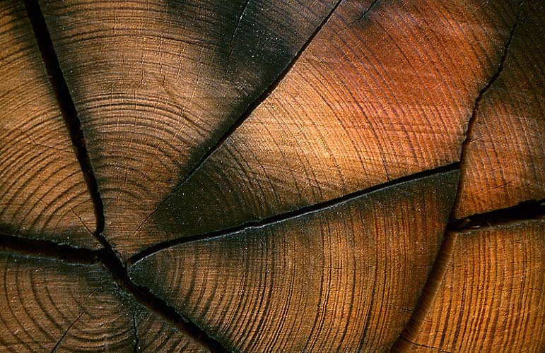 Sawn Log Detail Near Lunar Laser Ranger, Orroral .jpg