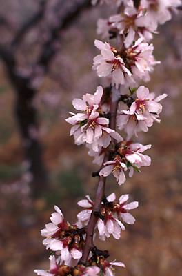 Almond Blossoms Under Toril - 5
