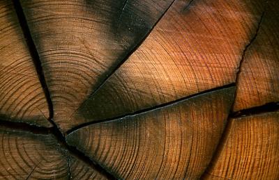 Sawn Log Detail, Namadgi National Pk