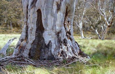 ay Giant Snowgum (6ft Fire Scar), Rotten Swamp.jpg