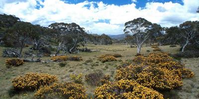 cw Nth From Cotter Source Panoramic.jpg