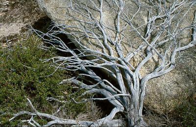 db Skeletal Shrub, Mt Scabby.jpg