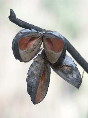 753 Seed pods.jpg
