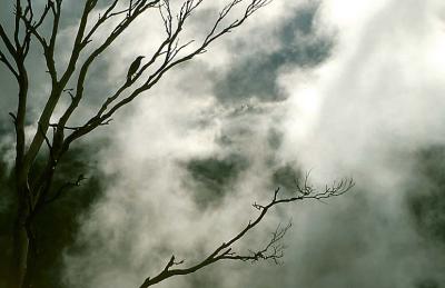 Currawong In Tree, Baroomba Rocks (Photo - Kylie).jpg