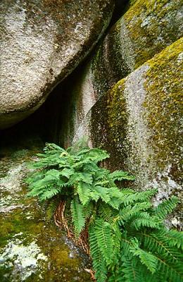 Ferns In Boulders.jpg