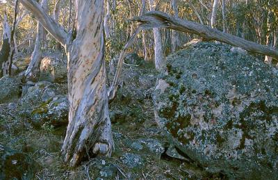 ag Gum And Boulder, Cotter Gap.jpg