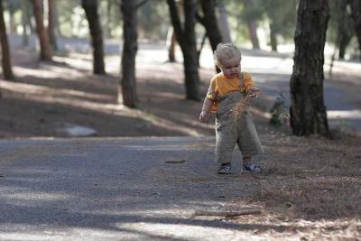 Oscar playing in pine needles