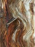 Wavy Bark, Namadgi National Pk