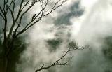 Currawong In Tree, Baroomba Rocks (Photo - Kylie).jpg