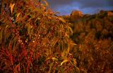 Gumleaves In Late Afternoon Light.jpg