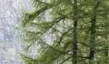 Tree Detail, Gran Paradiso, Italy