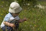 S2 Picking Flowers