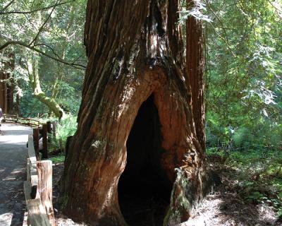 MuirWoods001.jpg