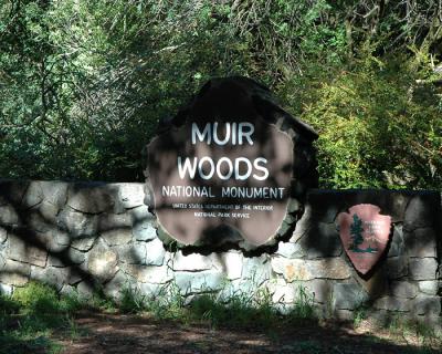 MuirWoods006.jpg