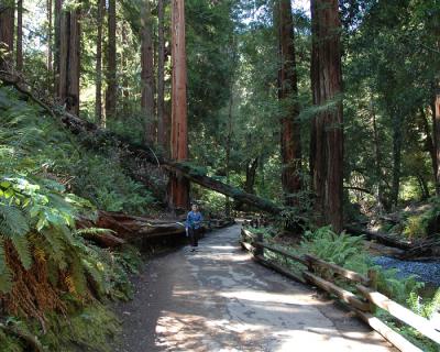 MuirWoods010.jpg