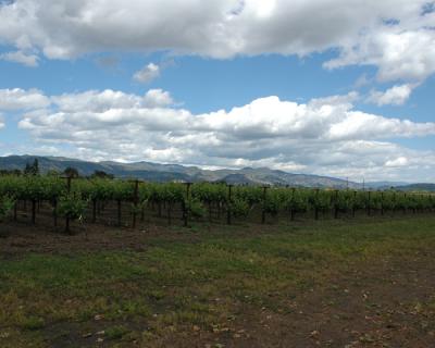 WineCountry018.jpg