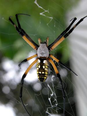 garden spider.jpg
