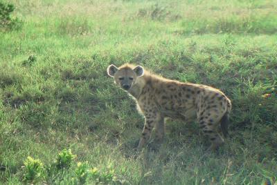Hyena