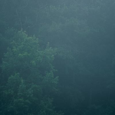 v3/98/571998/3/47843190.Forest.jpg