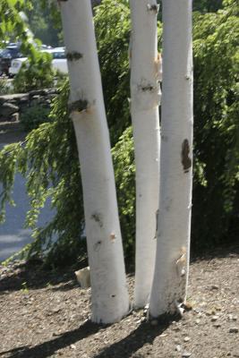 IMG_0074B.jpg