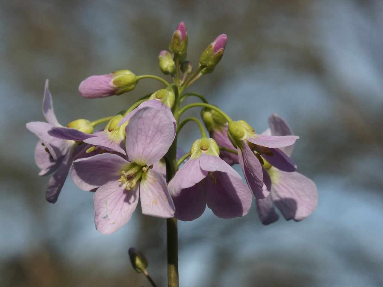 Cardamine des prs