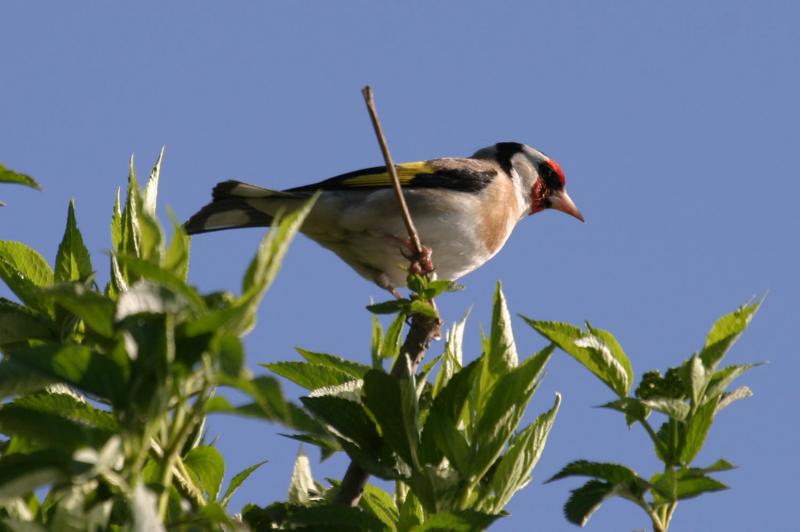 Chardonneret