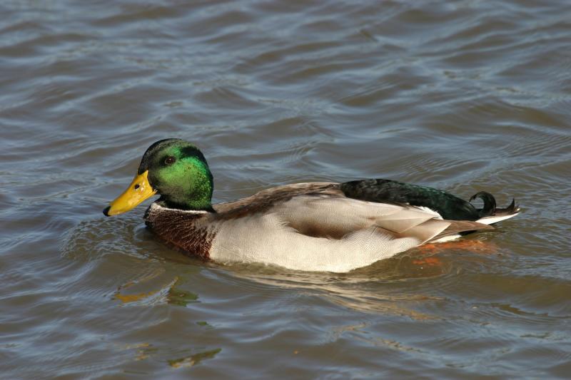 Canard colvert