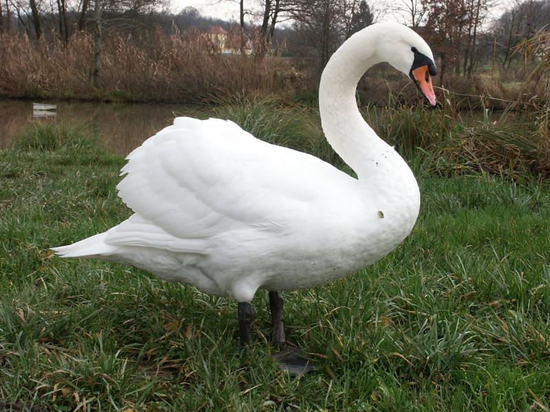 Cygne