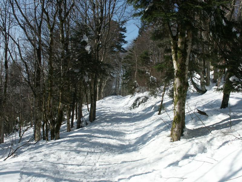 Vers la Gentiane