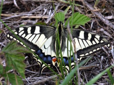 Le Machaon