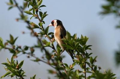 Chardonneret