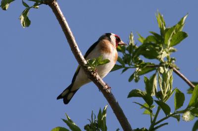 Chardonneret