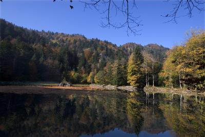 L'Etang des Roseaux