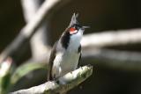 Bulbul