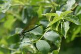 Calopteryx splendens