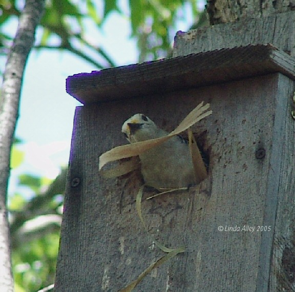 cleaning box for nesting