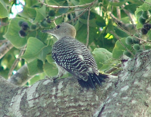 fledged day 3