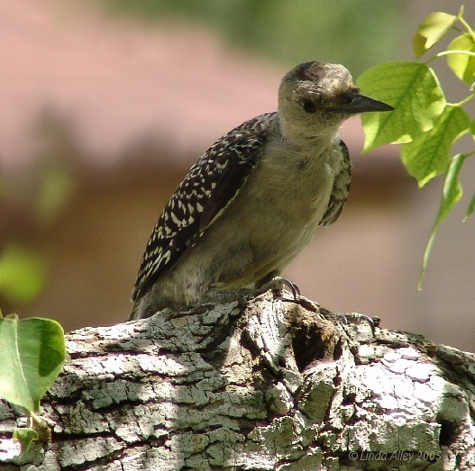 female