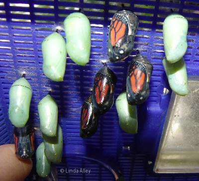 chrysalises