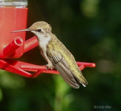 black-chinned female young