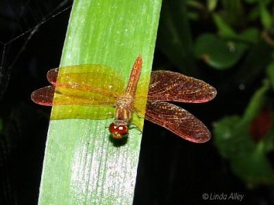 slough amberwing